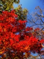 京都新聞写真コンテスト　照紅葉