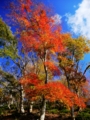 京都新聞写真コンテスト　紅葉盛り