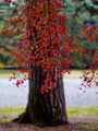 京都新聞写真コンテスト　紅葉と松