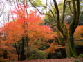 京都新聞写真コンテスト　山紅葉