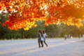 京都新聞写真コンテスト　照り紅葉の夕暮れ