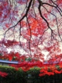 京都新聞写真コンテスト　紅葉の天蓋