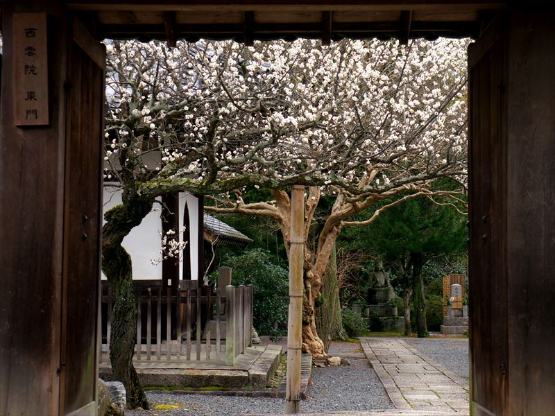 西雲院