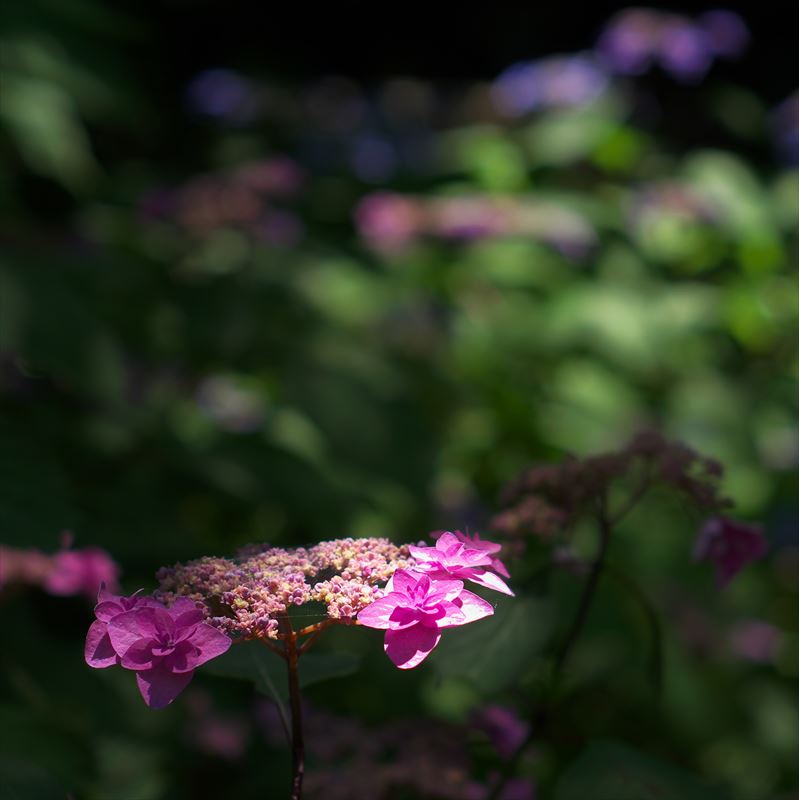 紫陽花＠京都府立植物園