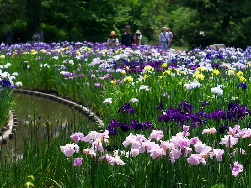 花菖蒲＠京都府立植物園