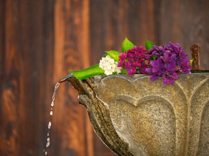 紫陽花手水＠革堂 行願寺