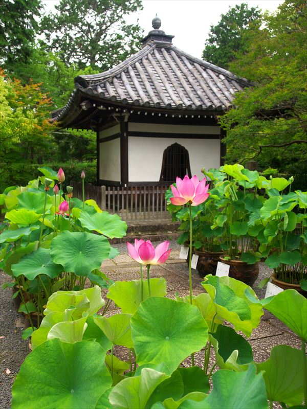 蓮＠西雲院