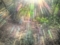 光降り注ぐ山道＠大文字山