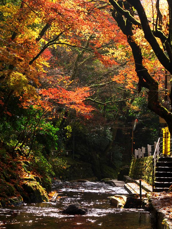 紅葉に覆われる貴船川