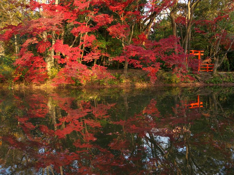 秋の半木の池＠京都府立植物園