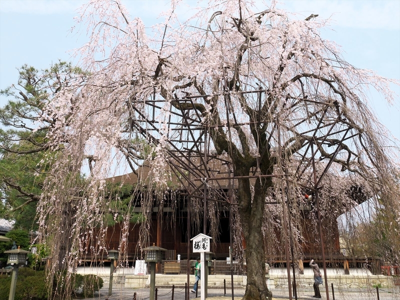 千本釈迦堂おかめ桜