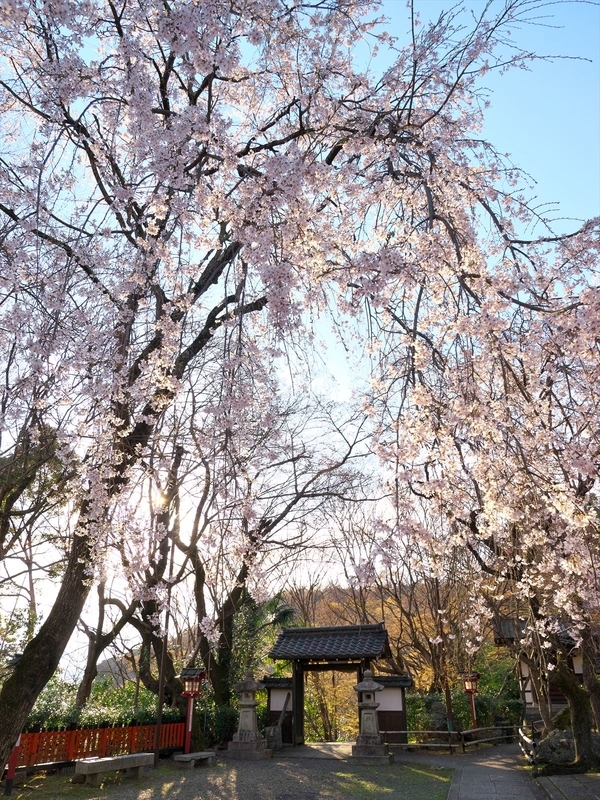 洛北松ヶ崎桜めぐり３