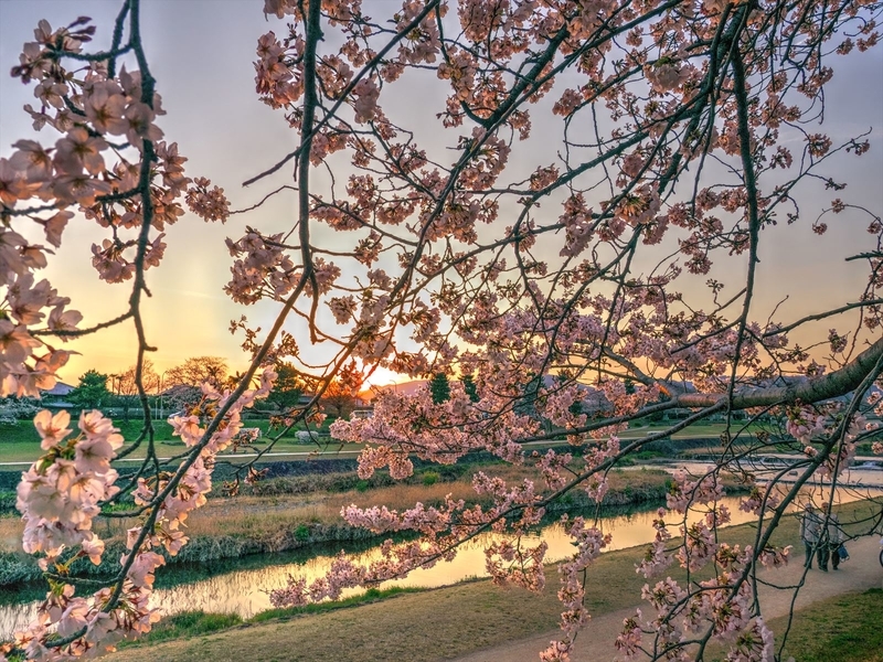 春の加茂川夕景