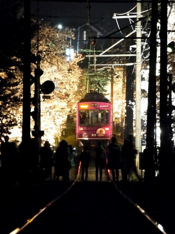 桜を見る電車を見る人々＠嵐電