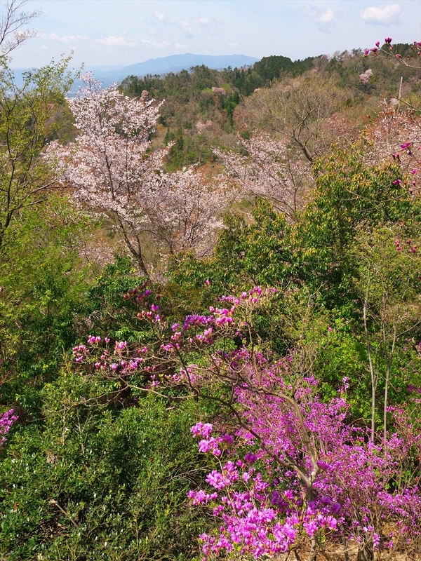 春の山＠比叡山