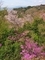 春の山＠比叡山