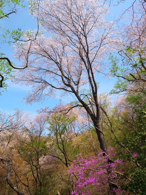 春の山２＠比叡山