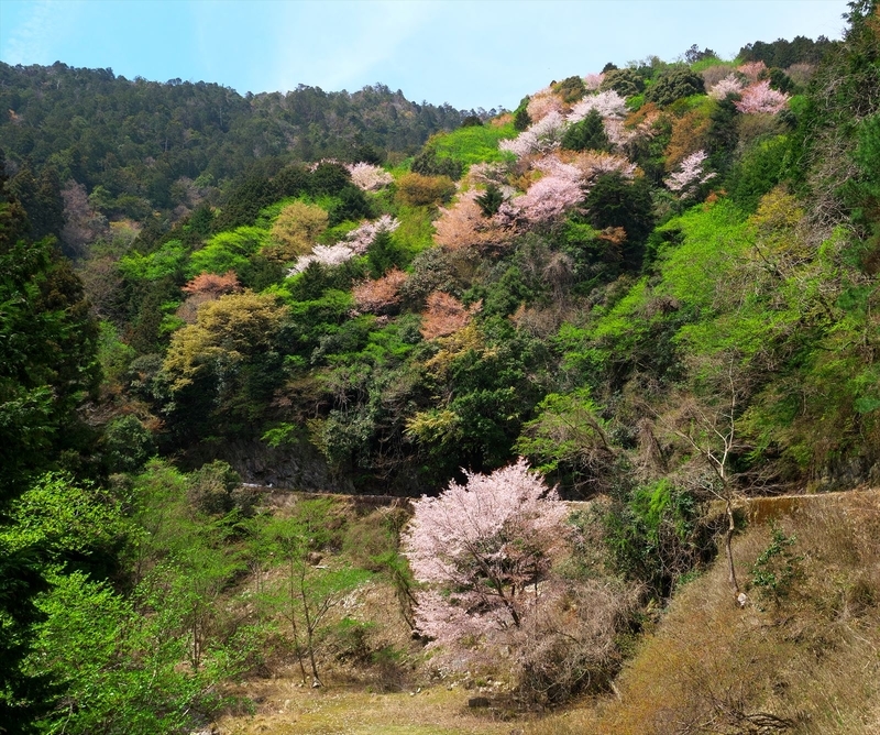 山笑う＠比叡山