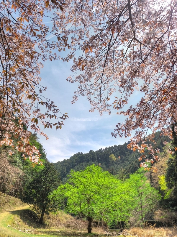 新緑彩る山桜＠比叡山