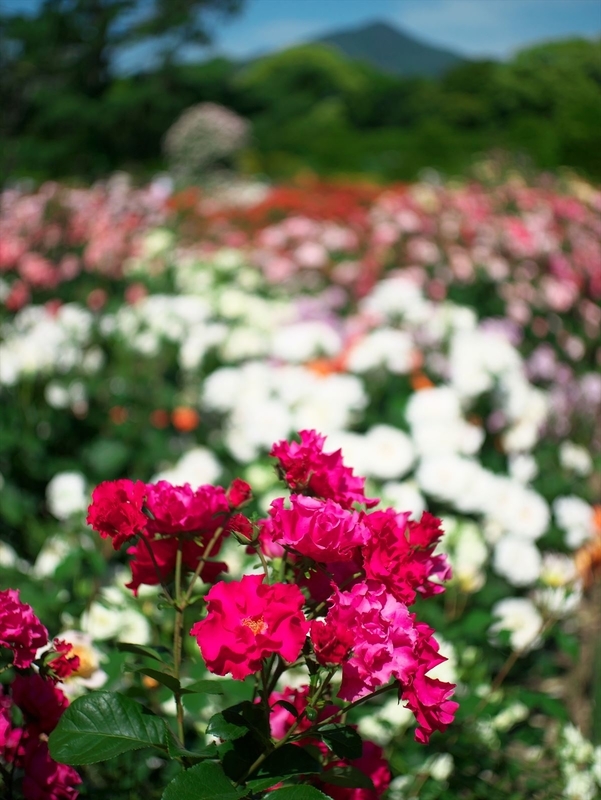 個別 バラ園 背景比叡山 京都府立植物園 の写真 画像 19年 Uryusan S Fotolife