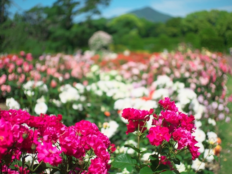 個別 バラ園 背景比叡山 ２ 京都府立植物園 の写真 画像 19年 Uryusan S Fotolife