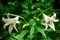 ササユリ３＠京都府立植物園