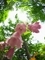 ホタルブクロの袋の中＠京都府立植物園