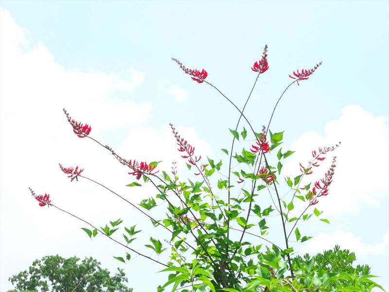 天高く赤い花＠京都府立植物園