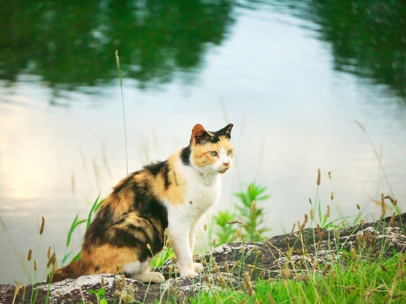 河原の三毛猫２＠賀茂川