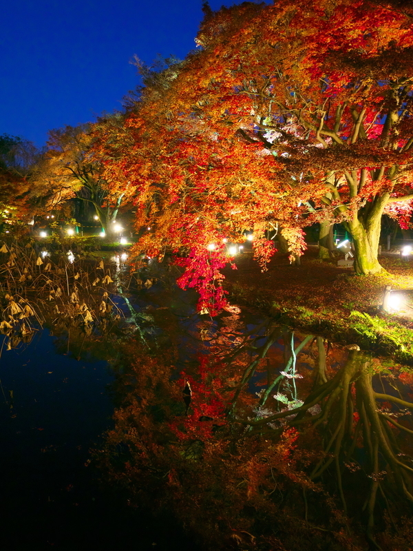 ブルーモーメントの紅葉ライトアップ＠京都府立植物園