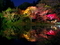 水面に映る紅葉ライトアップ＠京都府立植物園