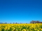 突き抜ける青い空＠守山第一なぎさ公園