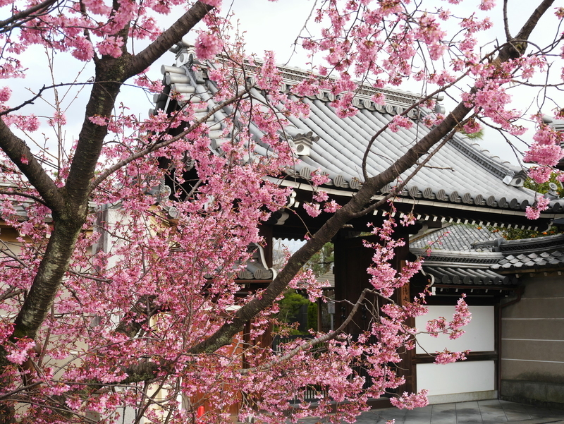 長徳寺のオカメ桜