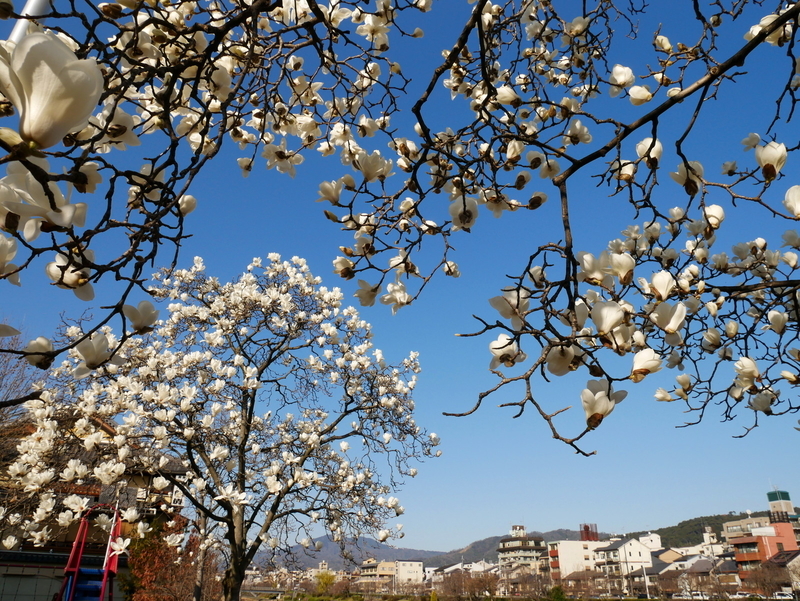 ハクモクレン開花＠五条大橋