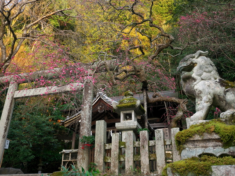 枝垂れ紅梅＠大豊神社