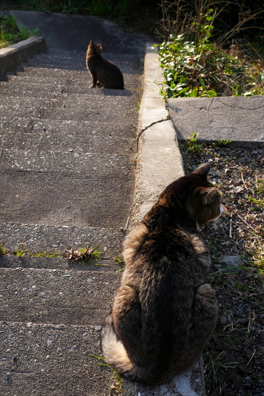 猫二匹＠哲学の道