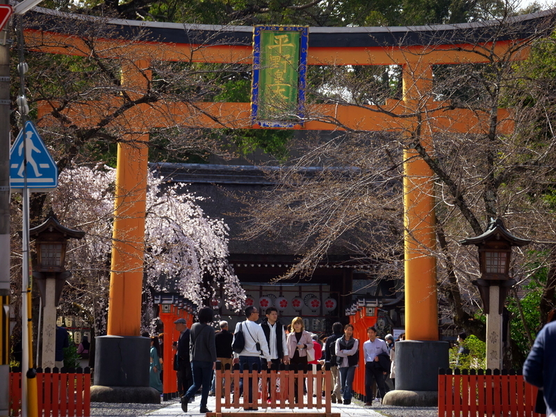 魁桜咲く平野神社