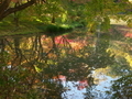 池に映る紅葉＠京都府立植物園