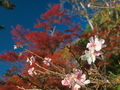 十月桜と紅葉＠京都府立植物園