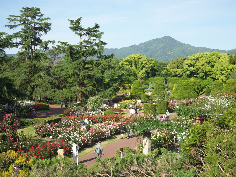 バラ園から比叡山を望む＠京都府立植物園