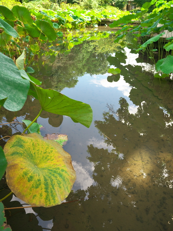 秋色の蓮池＠京都府立植物園