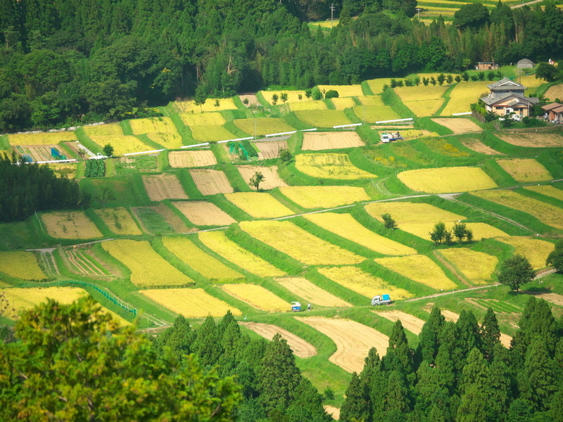 越畑棚田