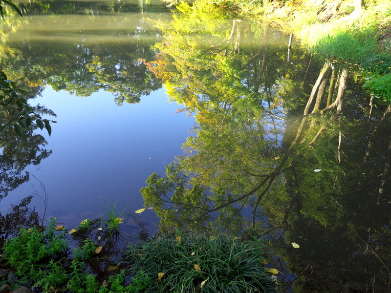 池の中＠京都府立植物園