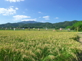 案山子＠北嵯峨