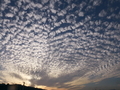 鰯雲