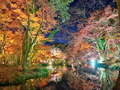 京都府立植物園にて