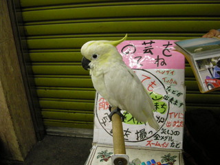 f:id:usa-kounosuke:20071013221103j:image