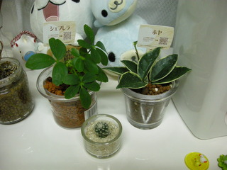 f:id:usa-kounosuke:20071014203711j:image