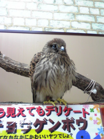 f:id:usa-kounosuke:20081010194008j:image