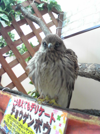 f:id:usa-kounosuke:20081010194056j:image